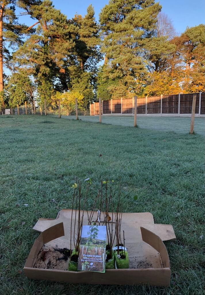 Woodland Trust Saplings ? 